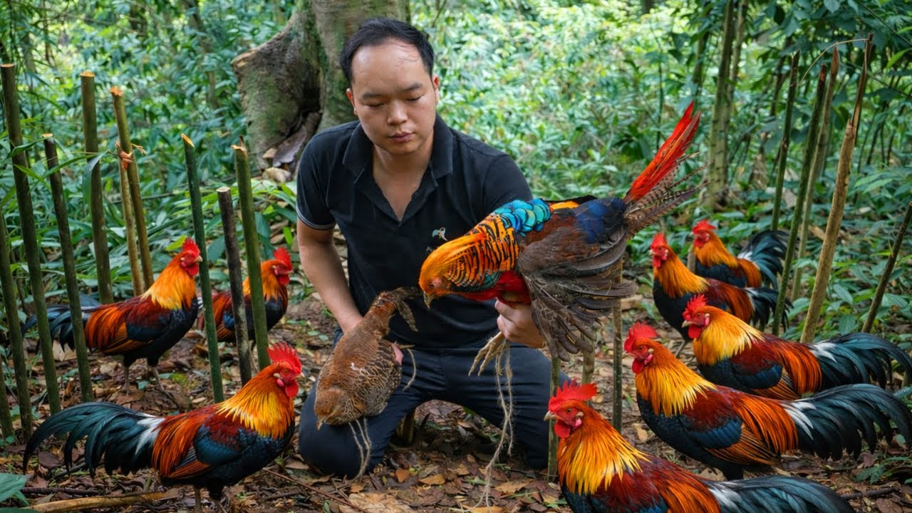 Duong&rsquo;s Lucky Forest Adventure | Catching Rare Wild Birds in the Old Jungle