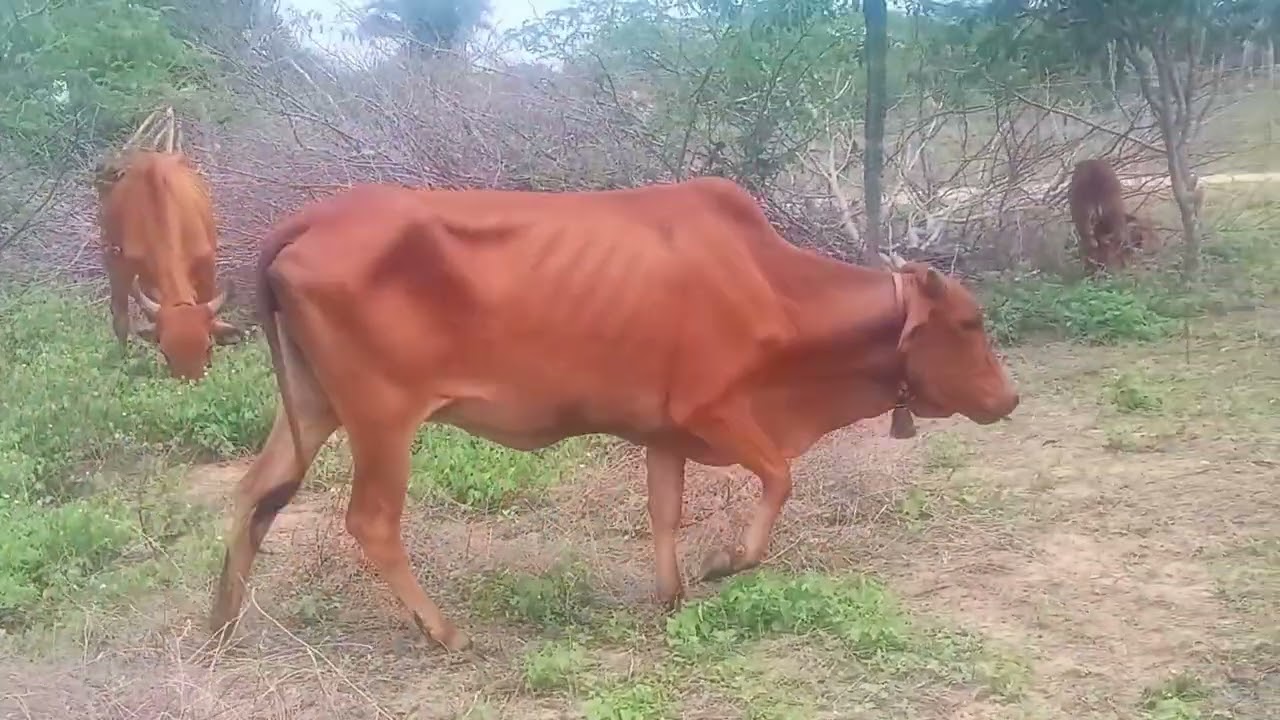 gado Sindi comendo capoeira 