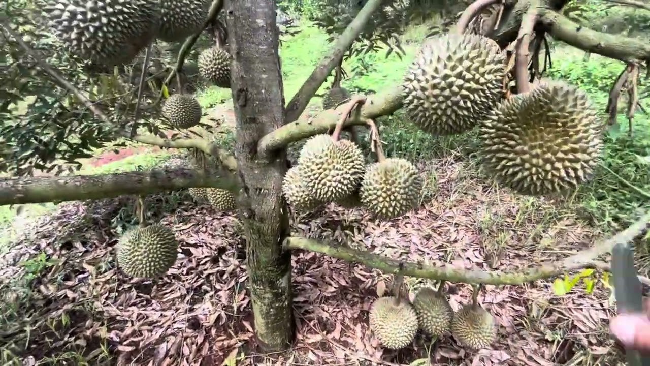 Srieng black miền đông cơm đẹp quá