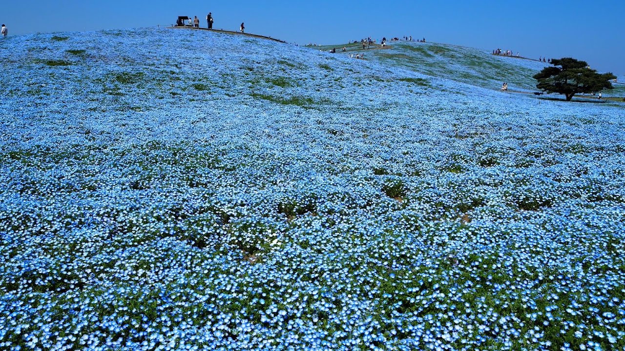圧巻！ネモフィラの海！『ひたち海浜公園』丘一面に広がるブルーの花々！茨城県・ひたちなか市