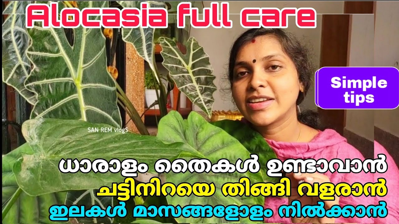 Alocasia plant full care. ചട്ടി നിറയെ തിങ്ങി വളരാനും ധാരാളം തൈകൾ ഉണ്ടാവാനും Simple tips