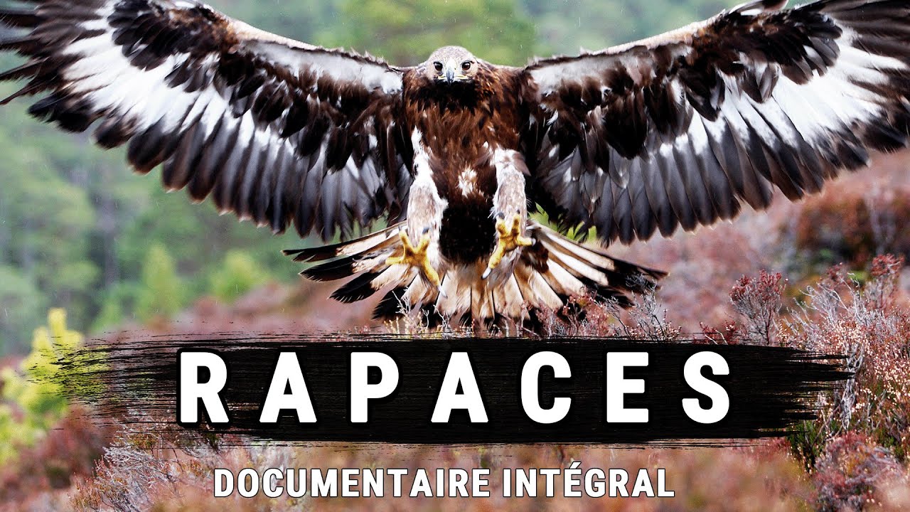 Rapaces : Cauchemars Des Cieux | Documentaire intégral