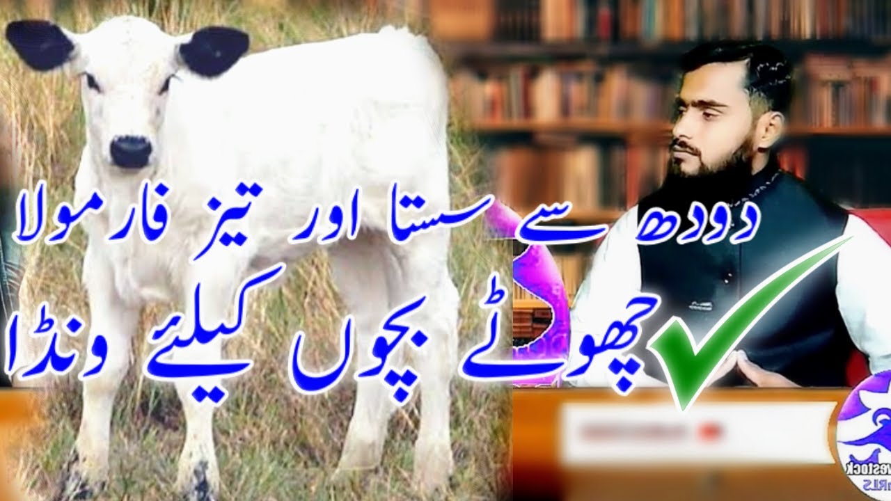Calf Starter Wanda | Calf Starter Feed Formula | Calf Starter Wanda Banane Ka Tarika | Team RLS