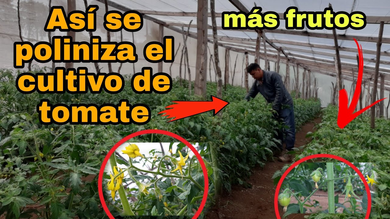 Polinizaci&oacute;n MANUAL  En el cultivo de TOMATE en INVERNADERO