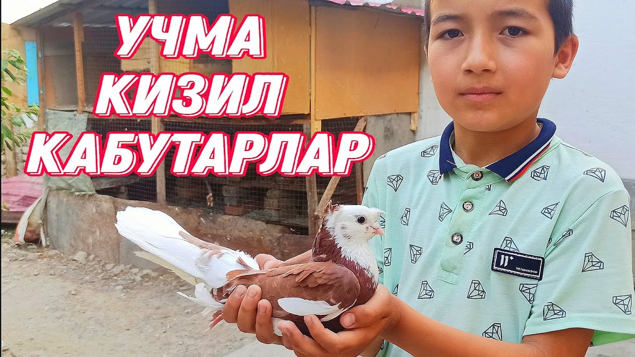 Шахрихон учма Кабутарлари Кизил хаккалар ва кора хаккалар Uchma kabutarlar 📞943805055