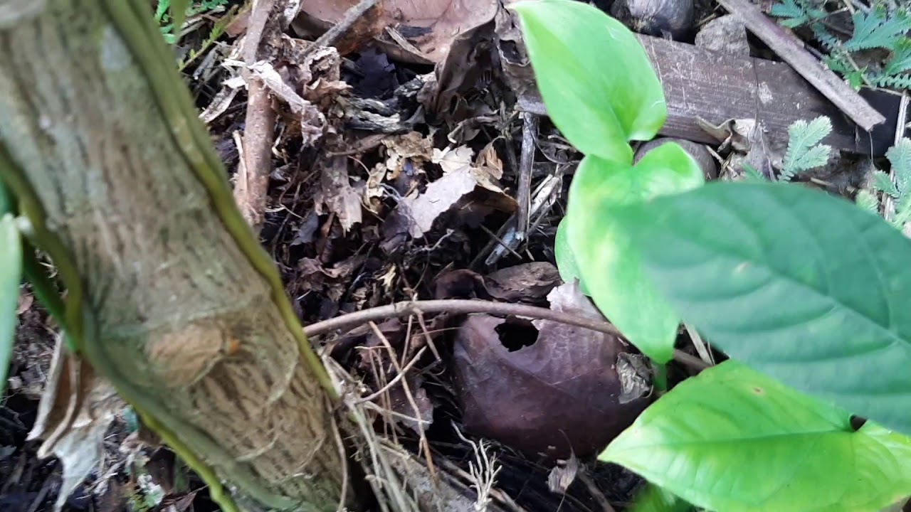 enfermedades fúngicas en vainilla planifolia