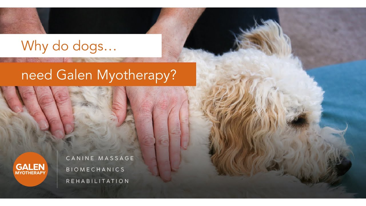 Why do dogs... need Galen Myotherapy?