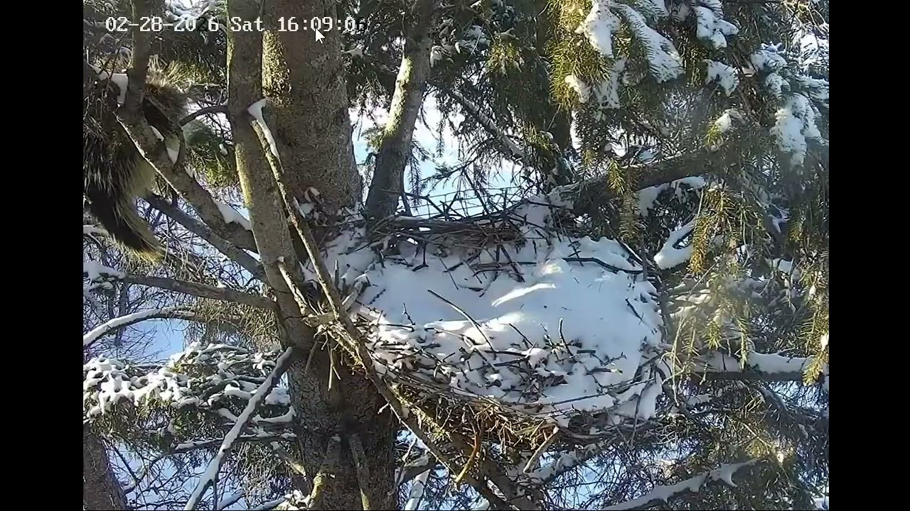 Porcupine comes down from above the Nest