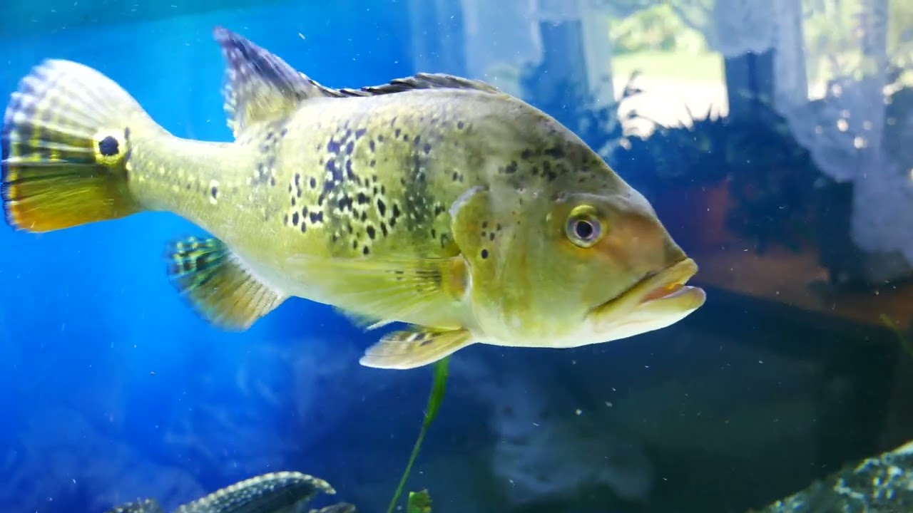 żegnamy  stare akwarium - Biotop!