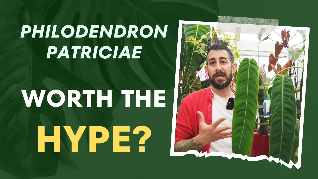 🌿 Philodendron patriciae Review: One Year In! 🌱