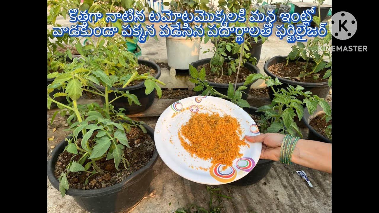 కొత్తగా నాటిన టమోటమెుక్కలకి మన ఇంట్లో వాడకుండా పక్కన పడేసిన పదార్థాలతో ఫర్టిలైజర్