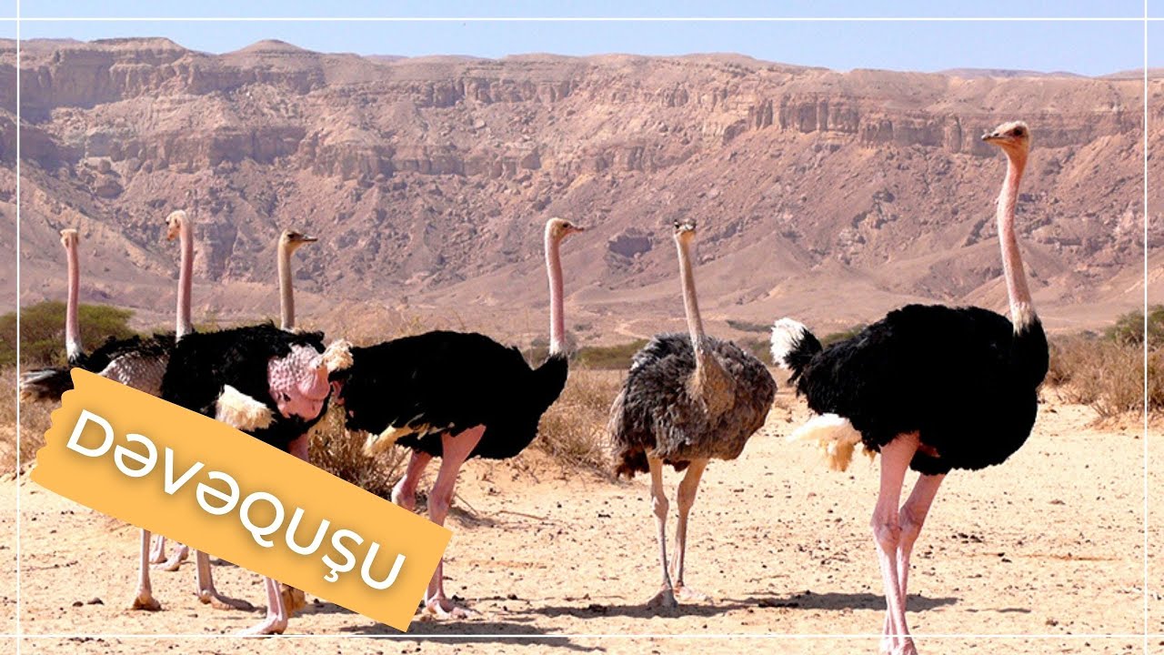 DƏVƏQUŞU HAQQINDA BİLMƏDİKLƏRİNİZ