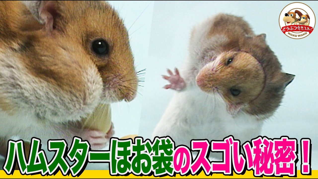 【ハムスター図鑑】ほお袋の驚くべき秘密！緊急時には〇〇袋になる!?エサをパンパンに詰め込んで穴抜けチャレンジ【どうぶつ奇想天外／WAKUWAKU】