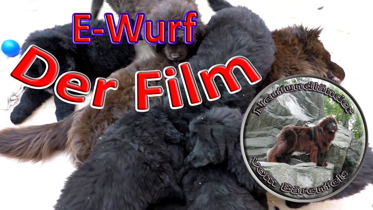 Neufundländer vom Bärenfels E-Wurf -  Der Film