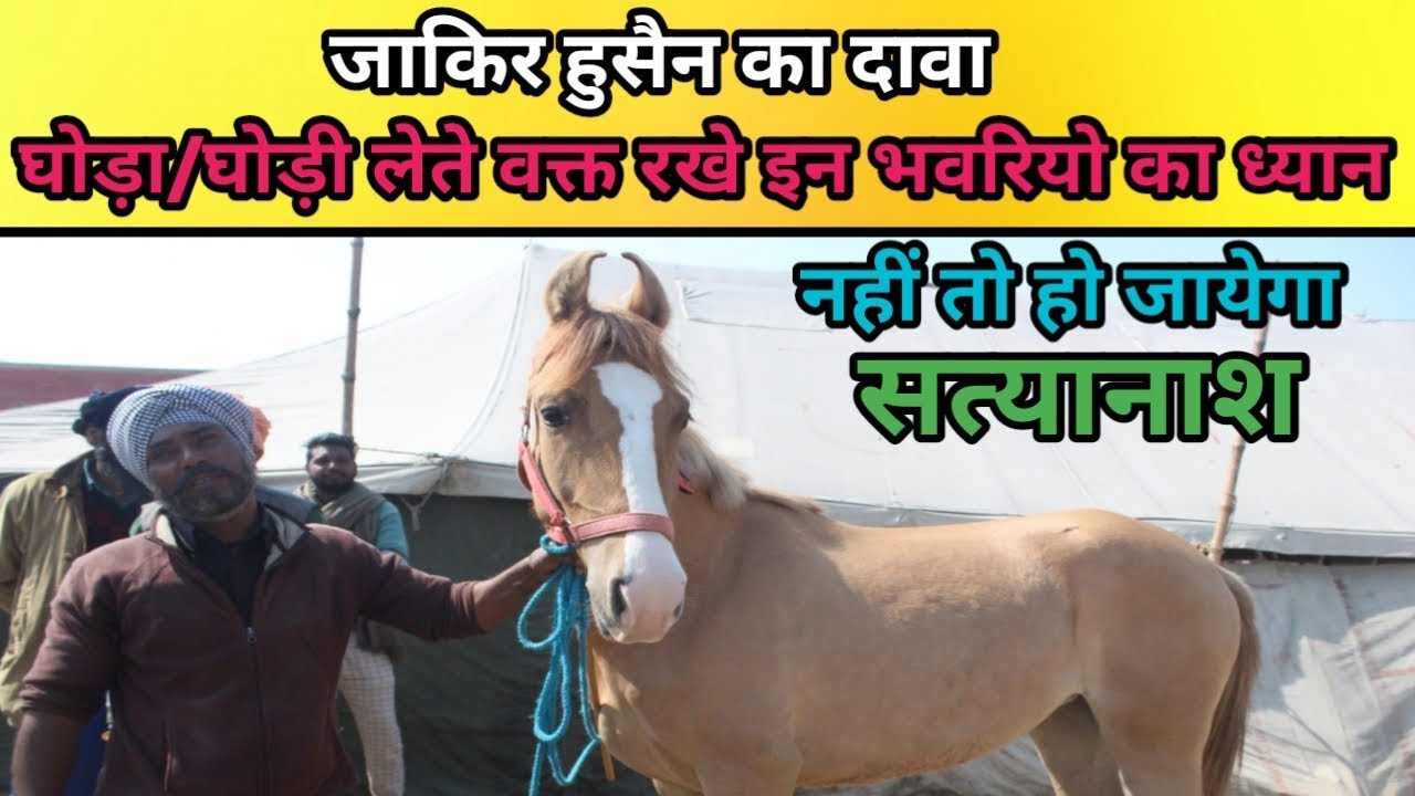 Jagraon market 2019-नहीं होना है बर्बाद तो घोड़ा/घोड़ी लेते वक्त रखे इन भवरियो का ध्यान