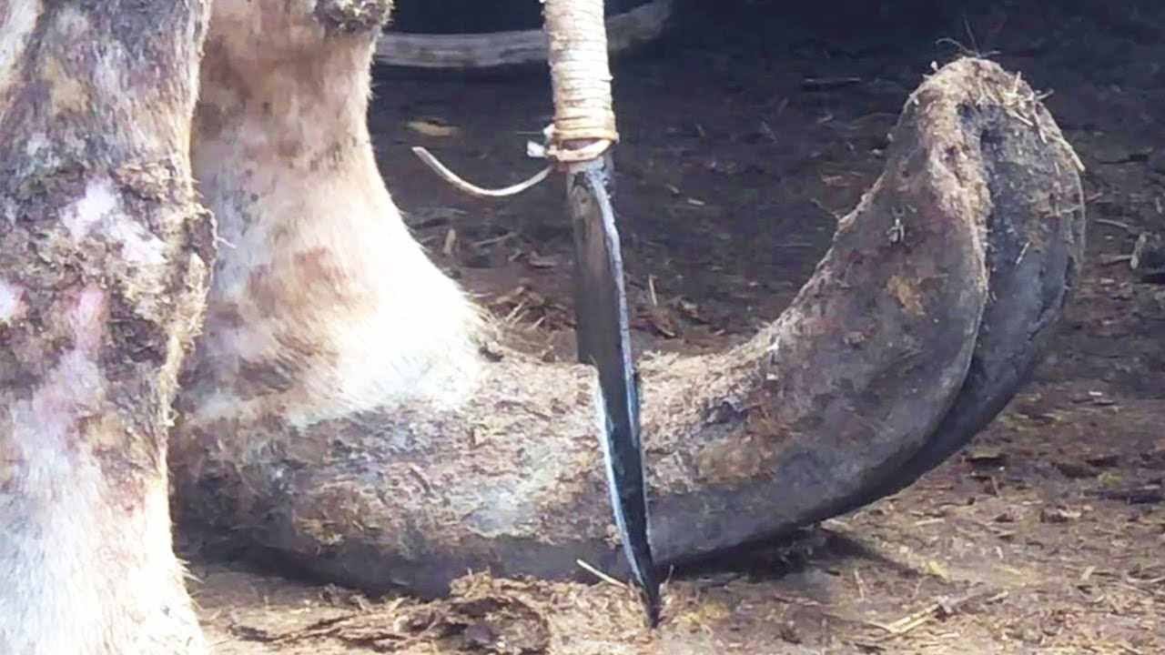 The master repairs the donkey's hoof. The oversized donkey's hoof is cut off with a spatula.