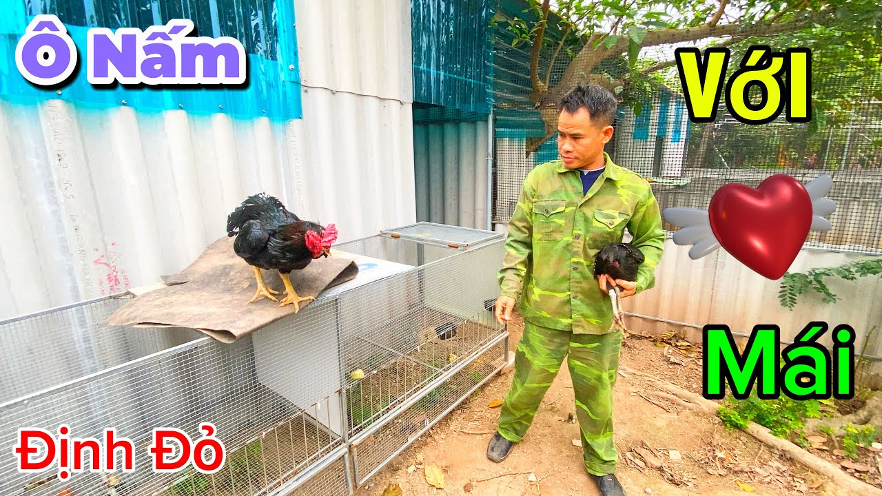 Cận Cảnh Ô Nấm K_ế_t  Hợp Với Mái Và Cập Nhật Em Mào Đổ Bị Đau Chân Sau 5 Ngày / Định Đỏ
