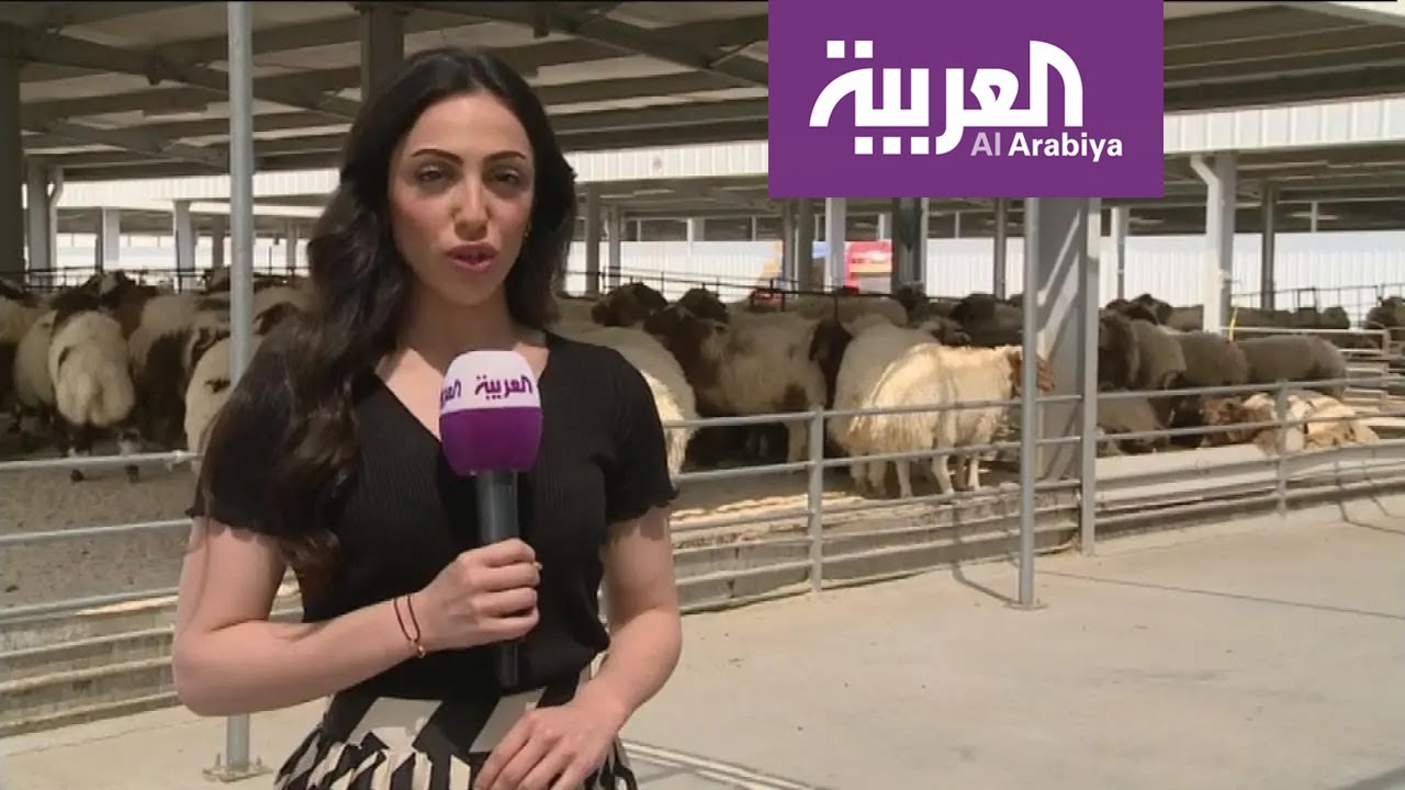نشرة الرابعة | ارتفاع أسعار الأضاحي في الكويت يتحول إلى مادة فكاهية على منصات التواصل