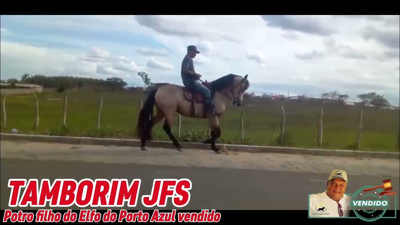 TAMBORIM JFS potro filho do Elfo do Porto Azul VENDIDO 