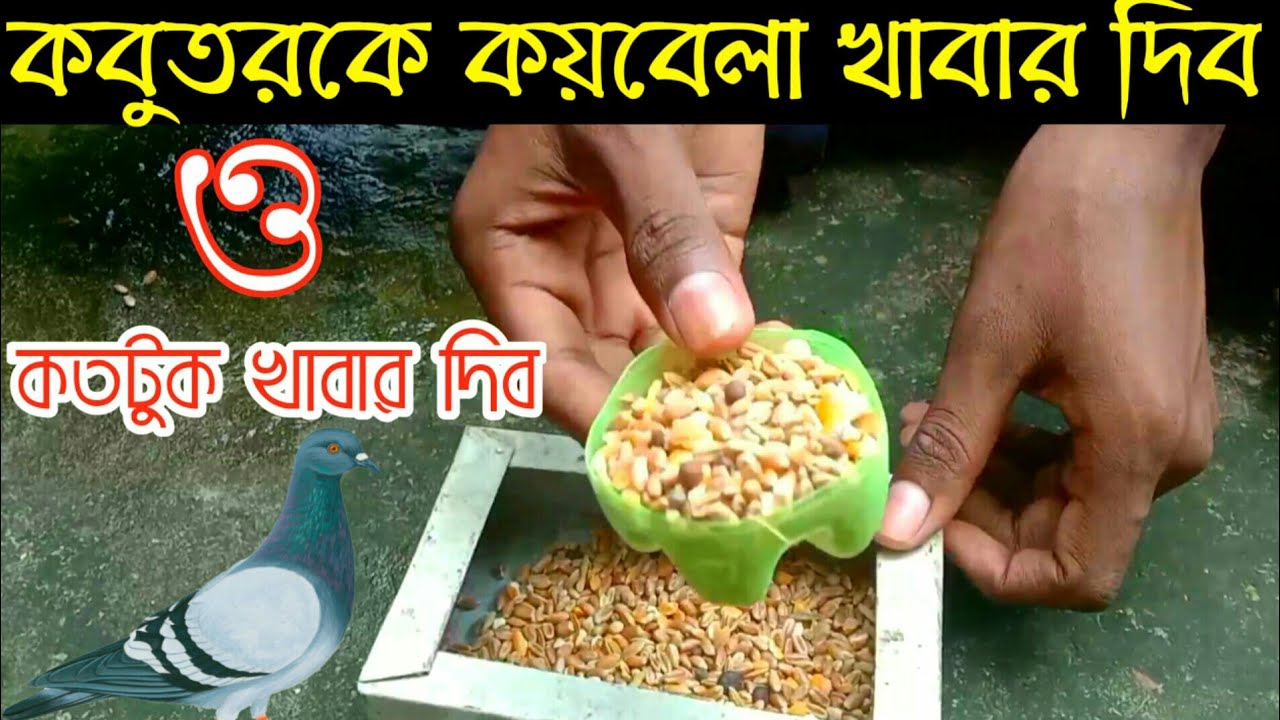 কবুতরকে দিনে কতবার এবং কতটুকো খাবার দেয়া ভালো | কবুতরকে খাবার দেওয়ার সময়| Kobutor Family | EP 135