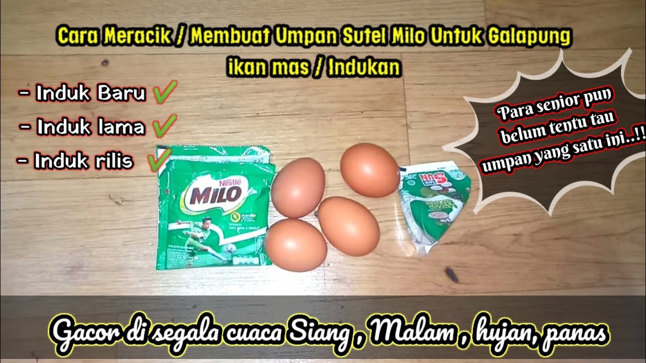 Tutorial cara meracik umpan sutel Milo khusus indukan galapung ikan mas #carameracikumpanikanmas