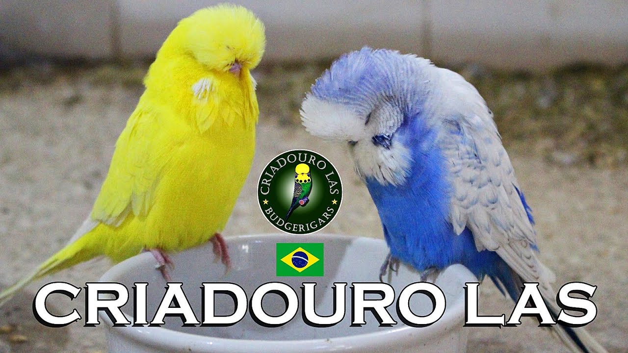 CRIADOURO LAS 2021 - Criação de Periquitos Australianos 