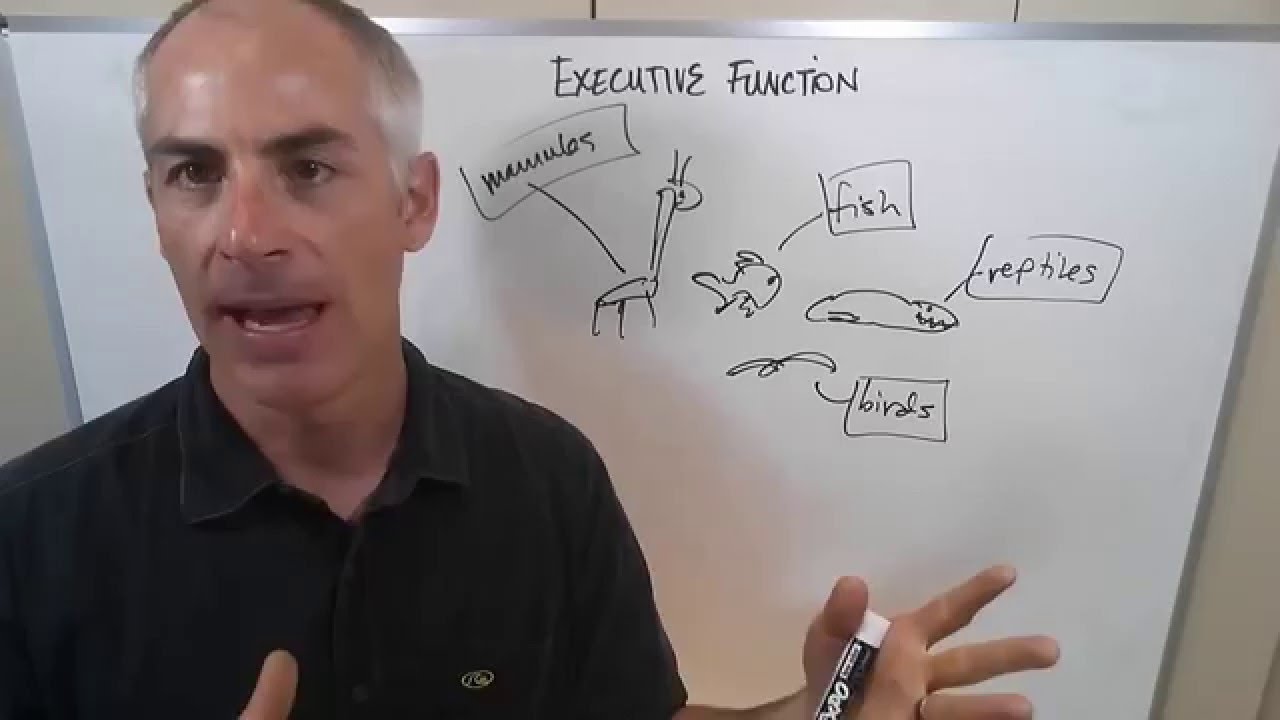 Evan Zislis - Develop Your Executive Function