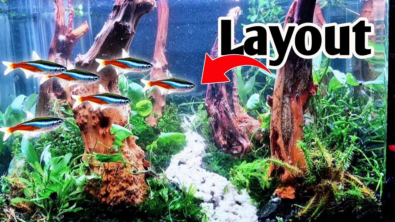 AQUÁRIOS PLANTADOS ( LAYOUT AQUAPAISAGISMO )