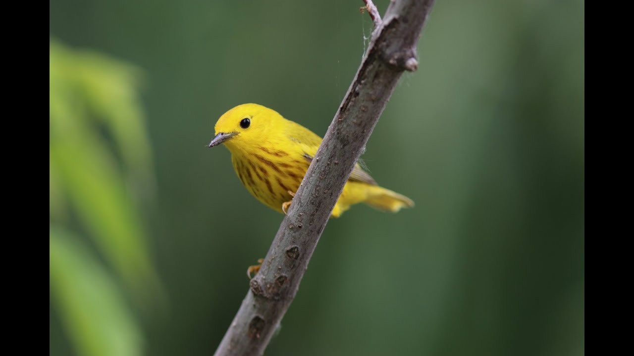 La Paruline jaune