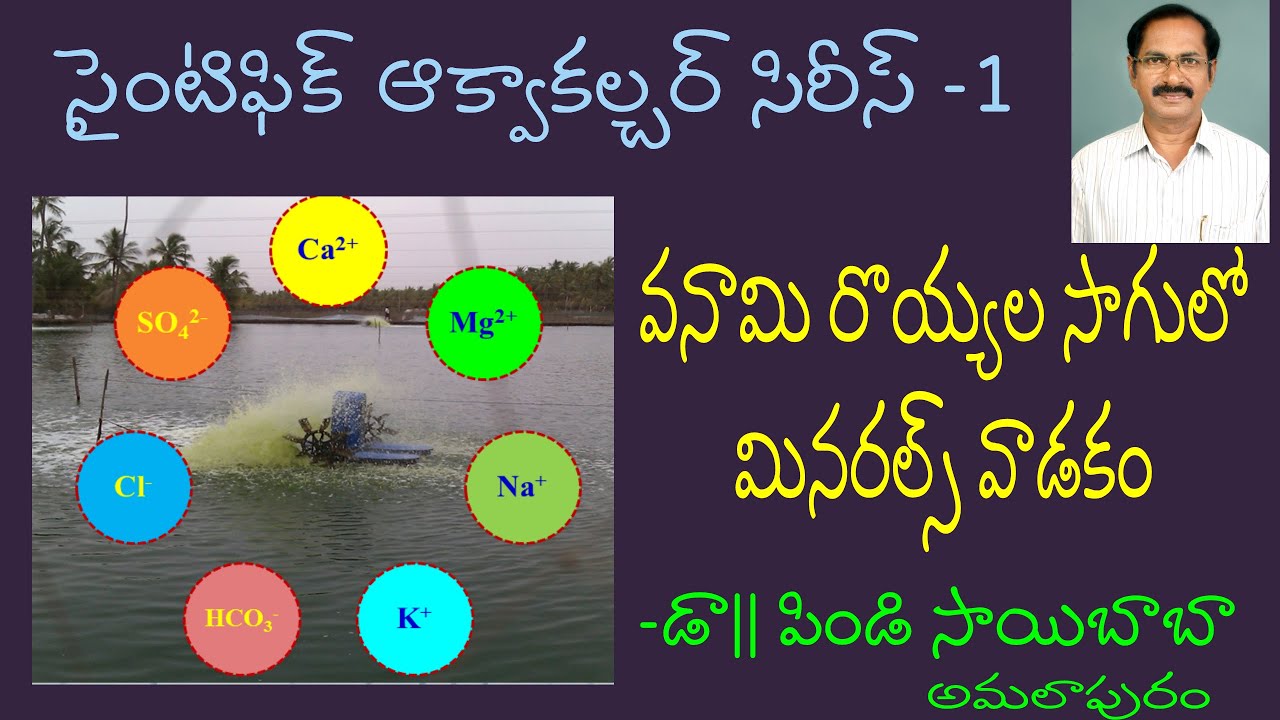 వనామి రొయ్యల సాగులో మినరల్స్ వాడకం || Mineral Application in Vannamei Shrimp Culture