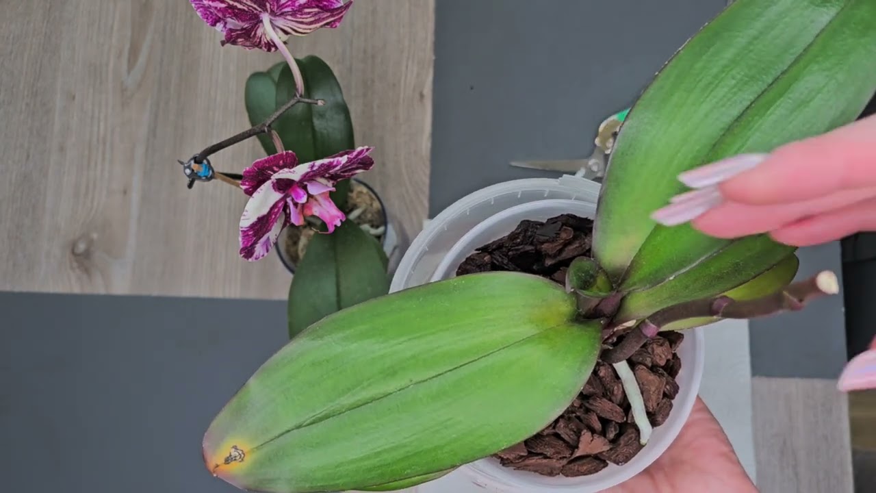 Macht ihr das auch mit euren Orchideen?