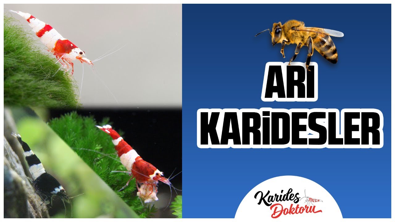 AKVARYUM KARİDESLERİ TÜRLERİ ÇEŞİTLERİ CARİDİNA/ ARI KARİDESLER /KRİSTAL TAIWAN