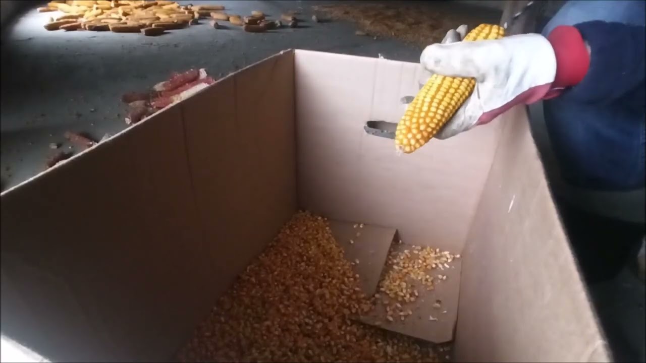 Obieranie, łuskanie kolb kukurydzy, młócenie