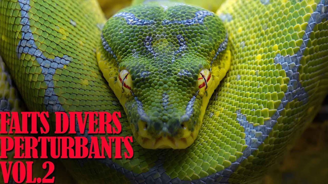 7 FAITS DIVERS parmi les plus SOMBRES et les plus PERTURBANTS [Vol.2]
