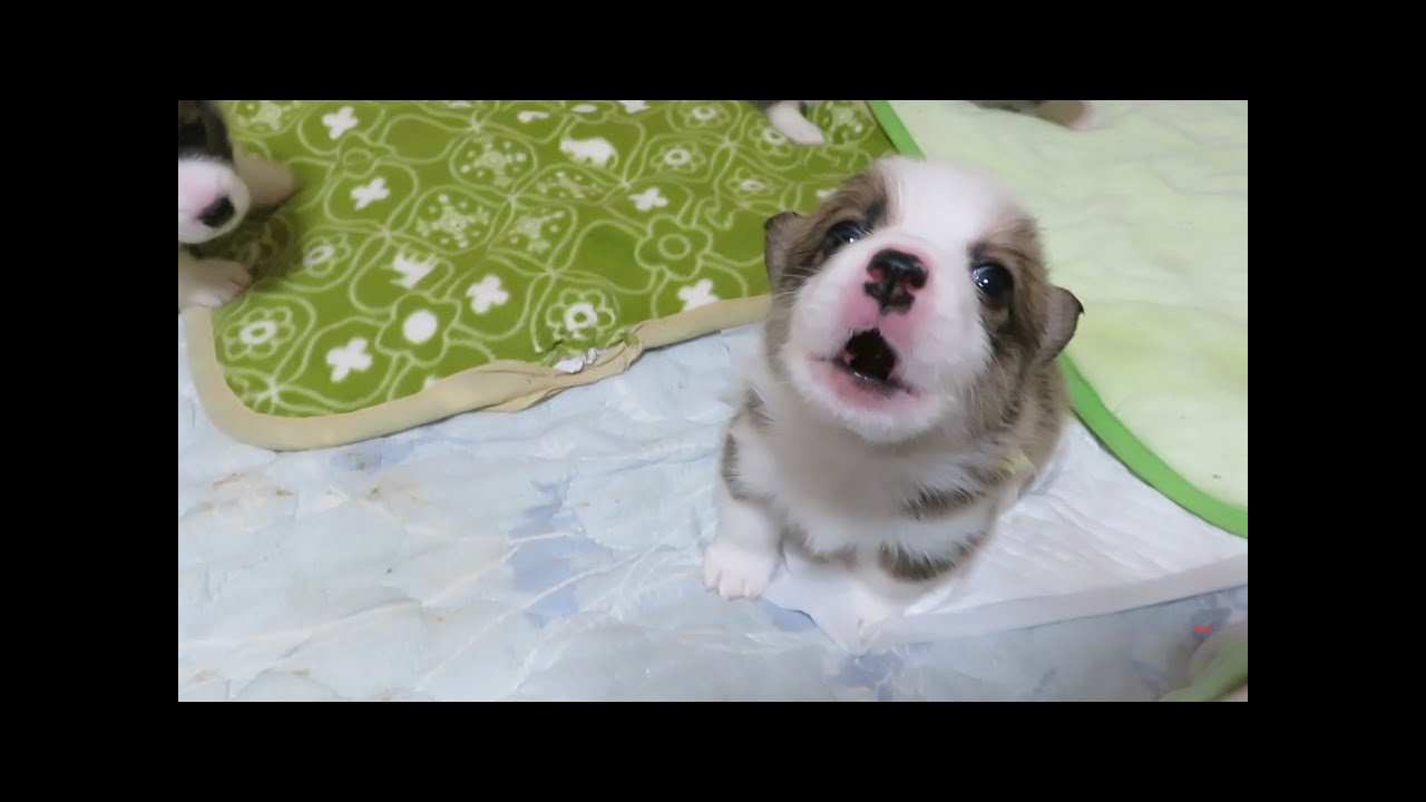 コーギー小犬 きいちゃんの歌声2017/7生後28日目きいちゃん遠吠えパピパピ期