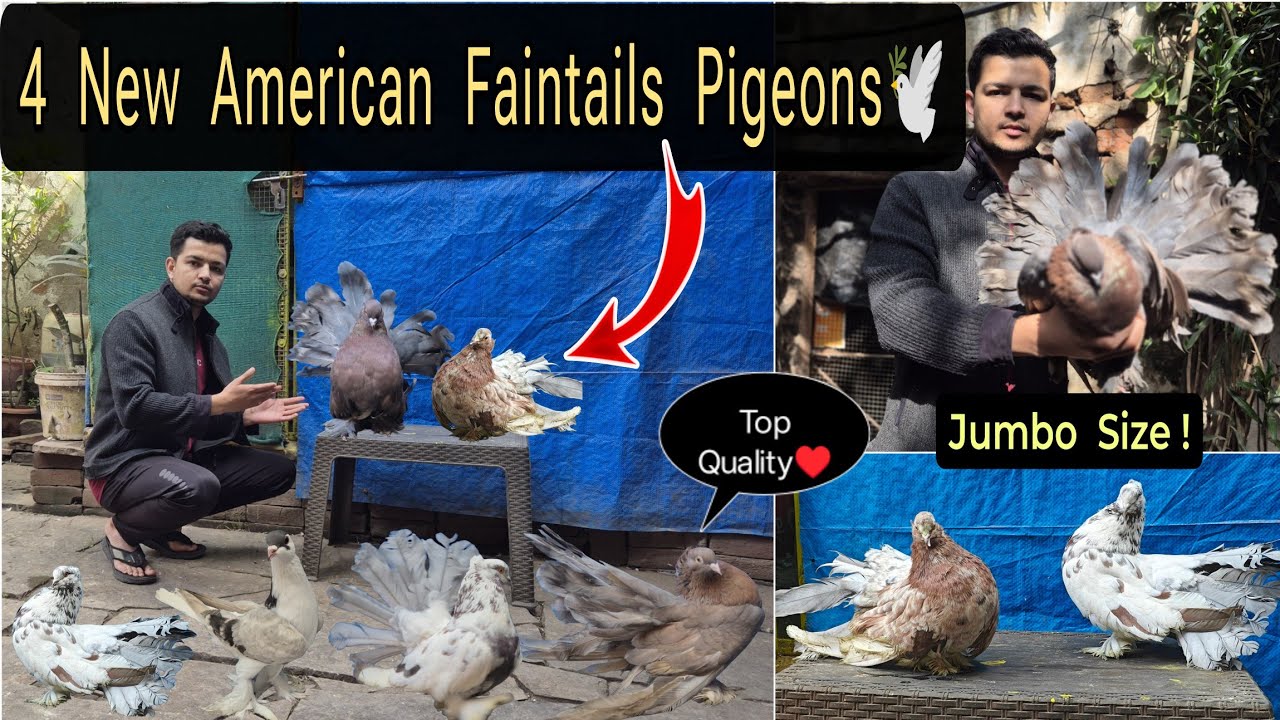 AMERICAN FANTAIL PIGEONS KA SHOQ!😍🕊