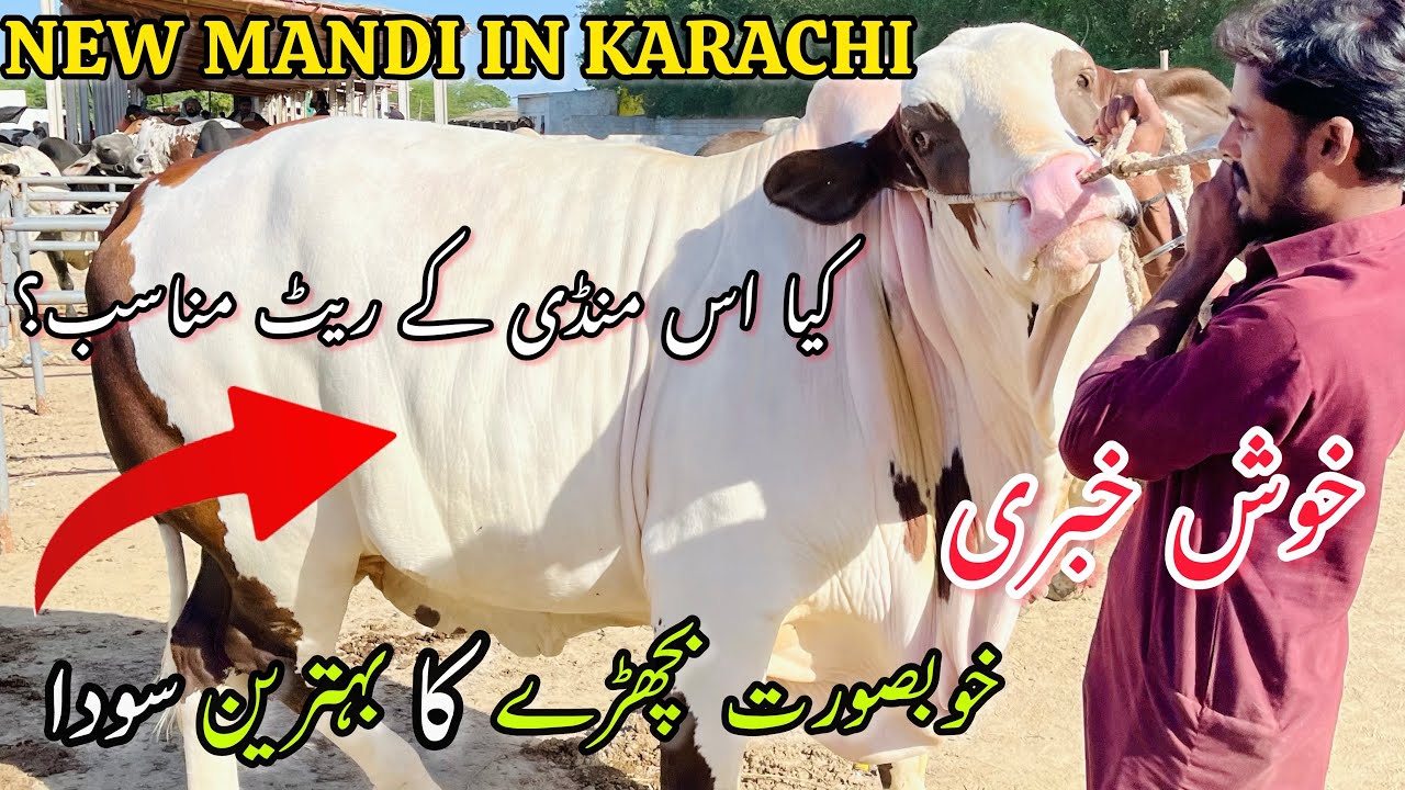 Mandi Lag Gye | Soda Hogya At Gadap Maweshi Mandi | Bakra Eid Season2024