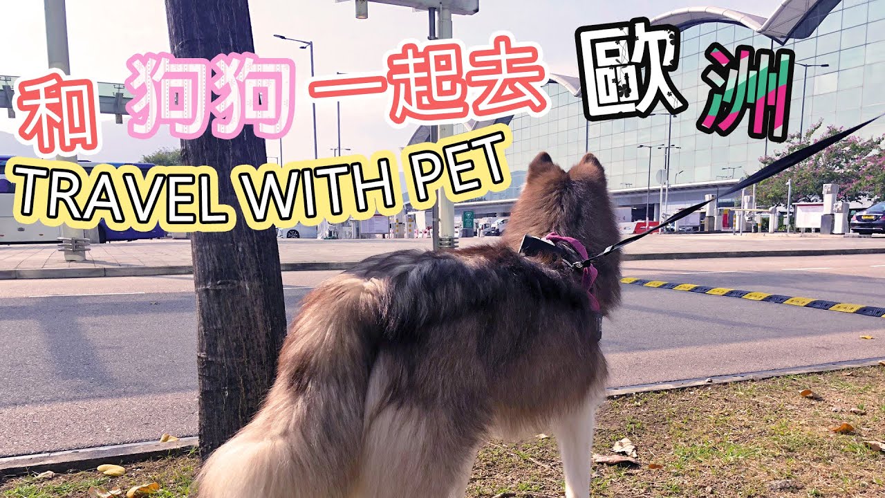 夢想成真! 與狗狗一起去歐洲旅遊 之過程_BRINGING MY HUSKY TO EUROPE