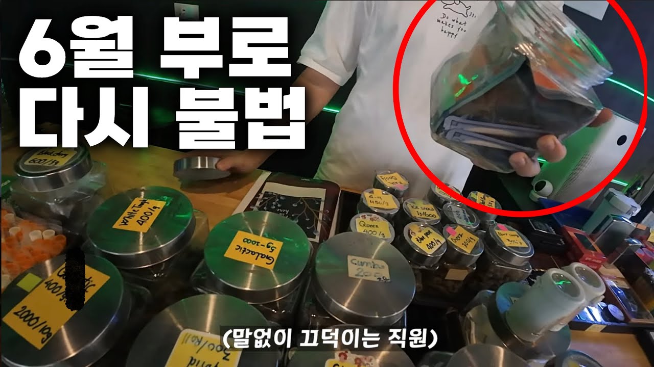 🇹🇭 다시 불법된 태국의 대X초. 하지만 현실은?