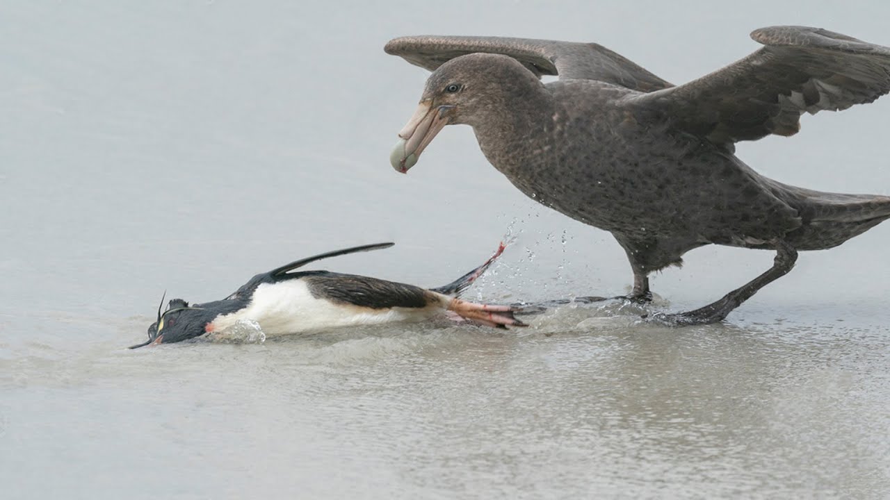 Giant Petrels Hunting Penguin