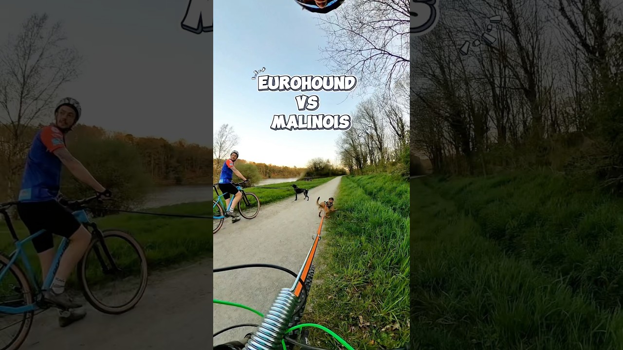 EUROHOUND VS MALINOIS ! ⚡️ #malinois #dog #canivtt #bikejoring