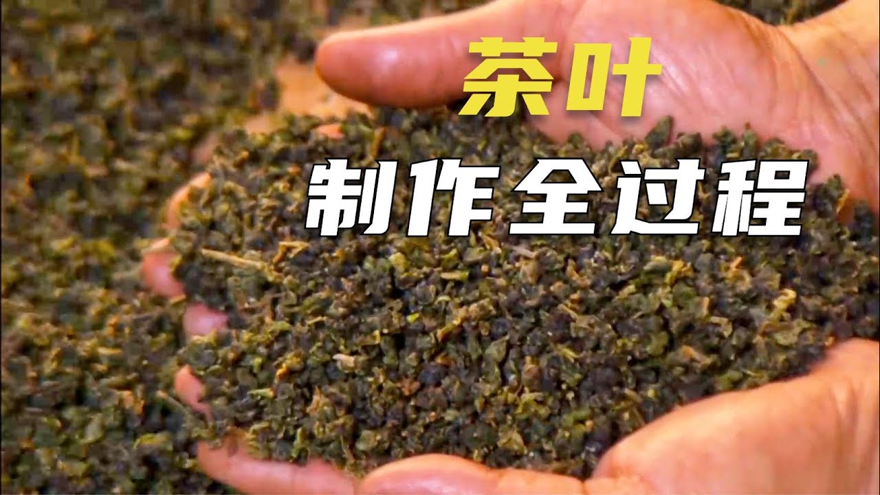 原来茶叶是这么制作的，茶叶制作全过程