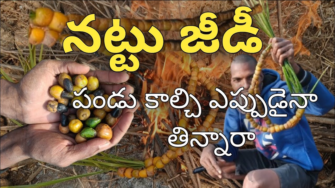 నట్టు జిడ్డి పండు కాల్చి😋 |మేము ఎలా తింటామో తెలుసా 🥰| my village rare food❤️
