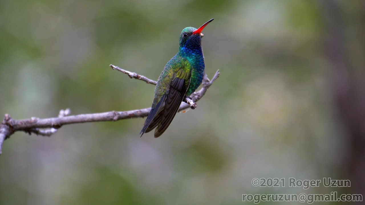 HDObservations : Broad-Billed Hummingbird (4K UHD)