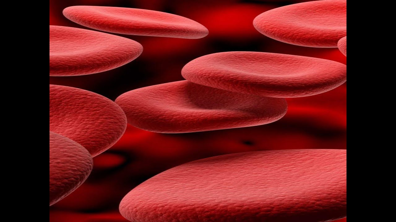 ONLINE Anatomy and Physiology II Lab 2: Blood
