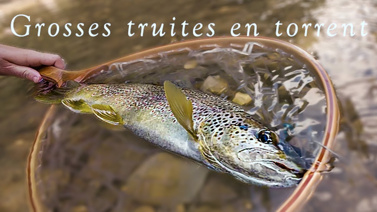 Sèche et nymphe en tandem : stratégie gagnante sur grosses truites sauvages