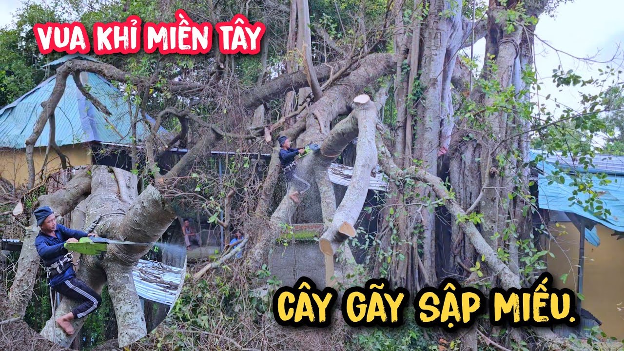 lạnh sống lưng !! Vua Khỉ cưa cây Da đại cổ thụ trên 200 năm tuổi (2/4)...