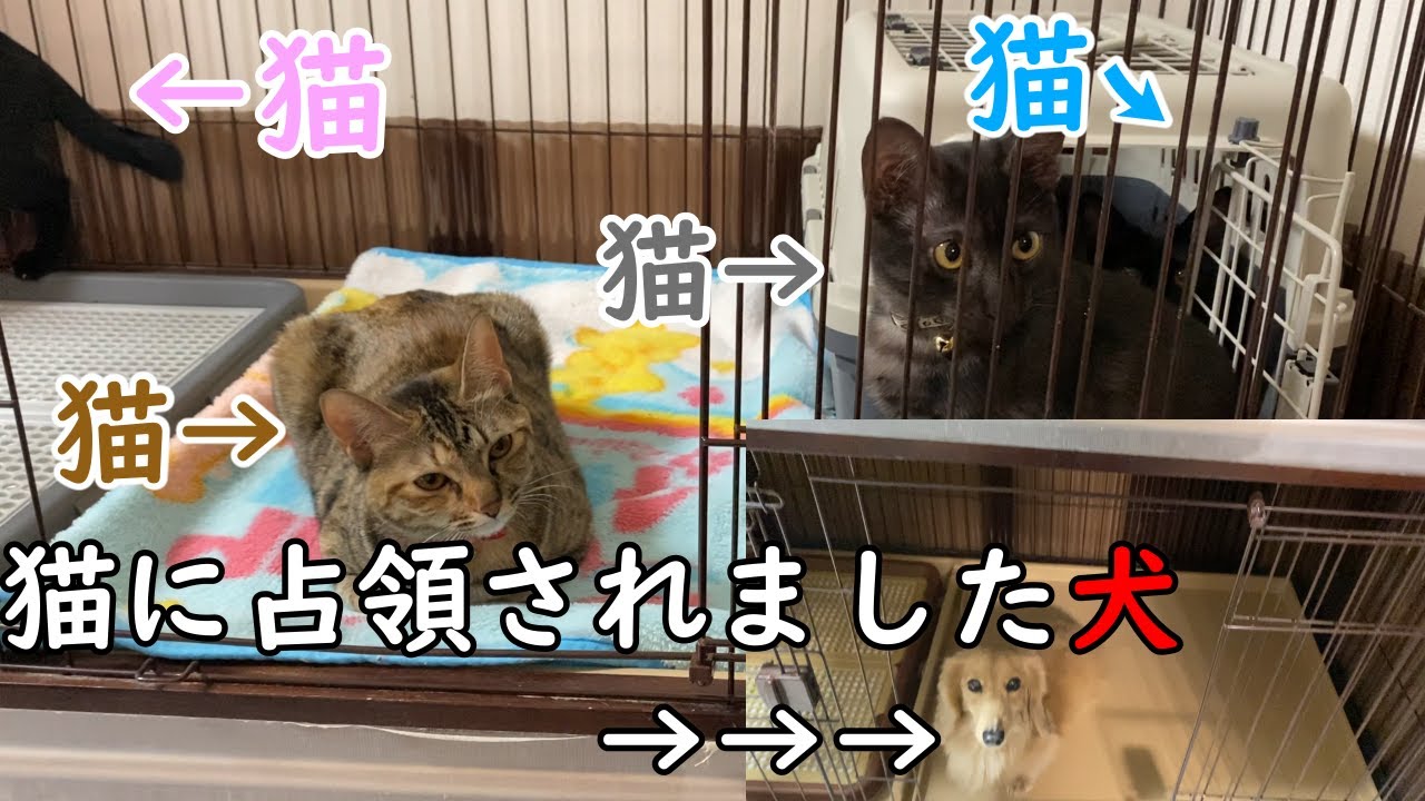 犬のサークルが保護猫４匹に占領された犬の反応が・・・