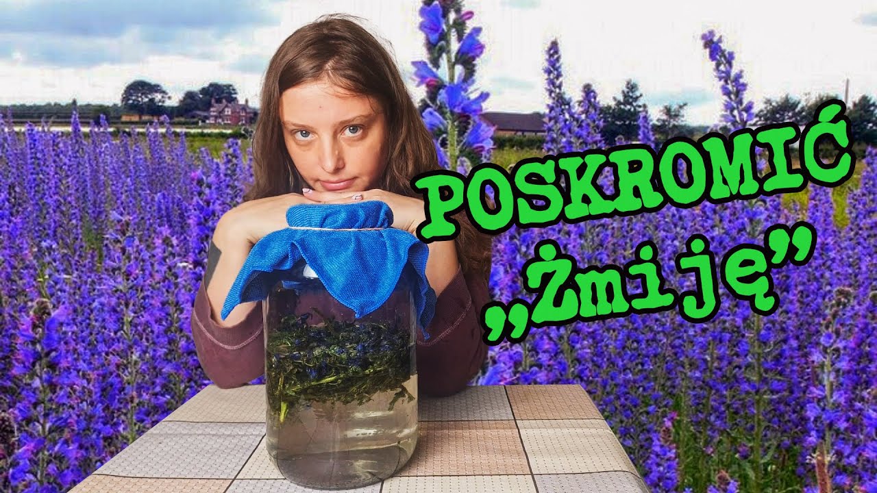 Żmijowiec zwyczajny - jak przygotować ocet?