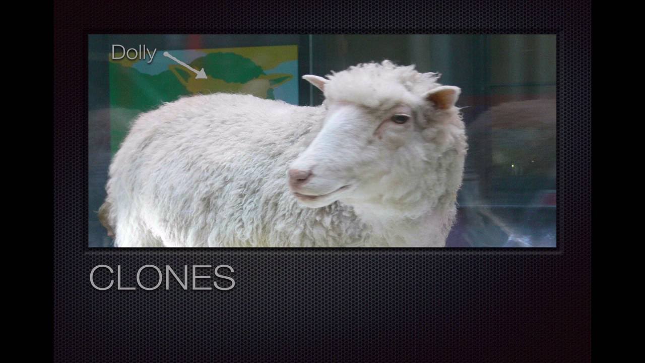 Winecast: Clones